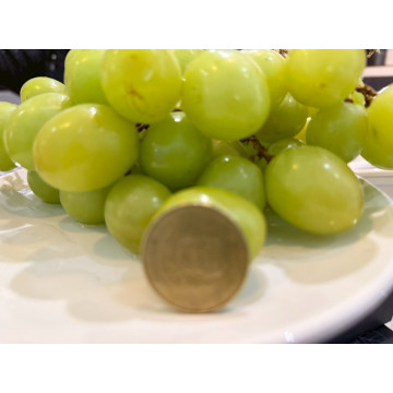 祕魯無籽葡萄